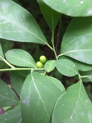 Lindera benzoin
