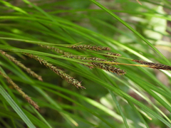 Carex brunnea