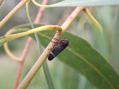 Eurymeloides lineata
