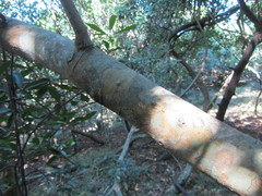 Suregada africana