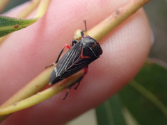 Eurymeloides lineata