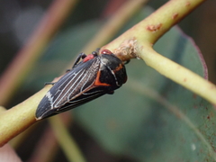 Eurymeloides lineata