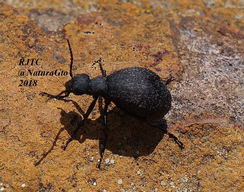 Epicauta cardui