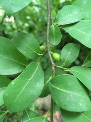 Magnoliopsida