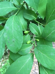 Lindera benzoin