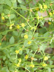 Euphorbia schizoloba