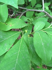 Lindera benzoin