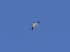 Recurvirostra americana