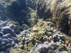 Pycnochromis vanderbilti