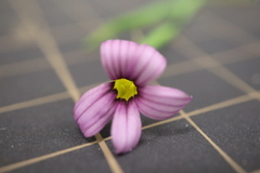 Sisyrinchium rosulatum