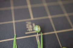 Sisyrinchium rosulatum