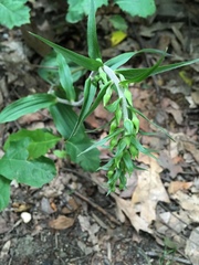 Epipactis helleborine