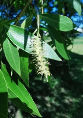 Salix
