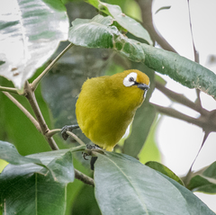 Zosterops eurycricotus