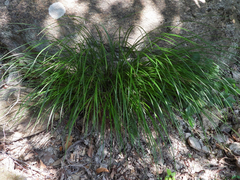 Carex brunnea