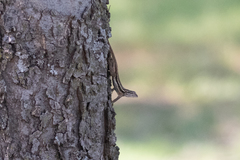 Sceloporus consobrinus