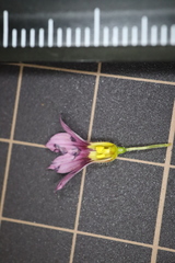 Sisyrinchium rosulatum