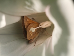 Ochlodes sylvanus