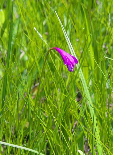 Eleorchis japonica iNat (2)