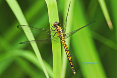 Orthetrum poecilops