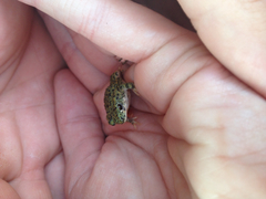 Anaxyrus debilis