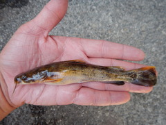 Pylodictis olivaris