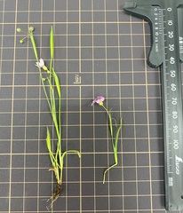Sisyrinchium rosulatum
