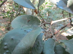 Suregada africana