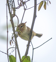 Phylloscopus umbrovirens