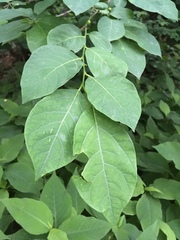 Lindera benzoin