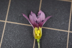 Sisyrinchium rosulatum