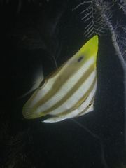 Parachaetodon ocellatus