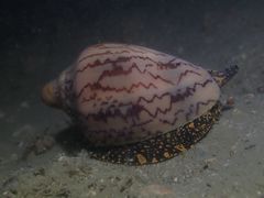 Cymbiola nobilis