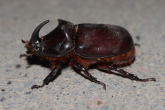 Oryctes nasicornis