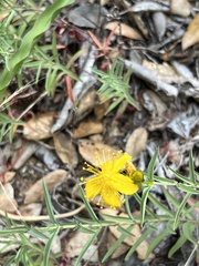 Hypericum concinnum