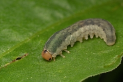 Monostegia abdominalis