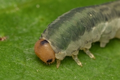 Monostegia abdominalis