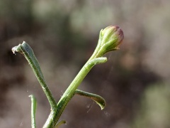 Olearia magniflora