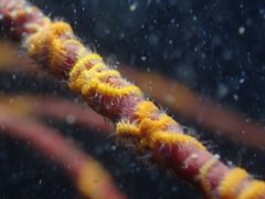 Ophiothela mirabilis