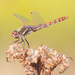 Variegated Meadowhawk - Photo (c) Steve Berardi, some rights reserved (CC BY-SA)