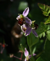 Ophrys apifera