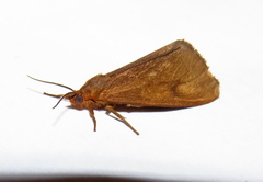 Virbia opella
