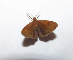 Virbia opella