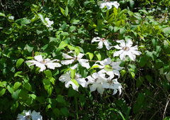 Clematis patens