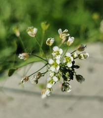 Capsella bursa-pastoris