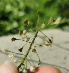 Capsella bursa-pastoris