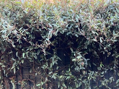 Hardenbergia