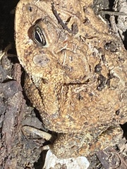 Anaxyrus terrestris