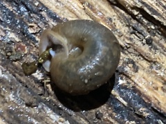 Helicoidea