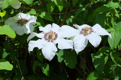 Clematis patens